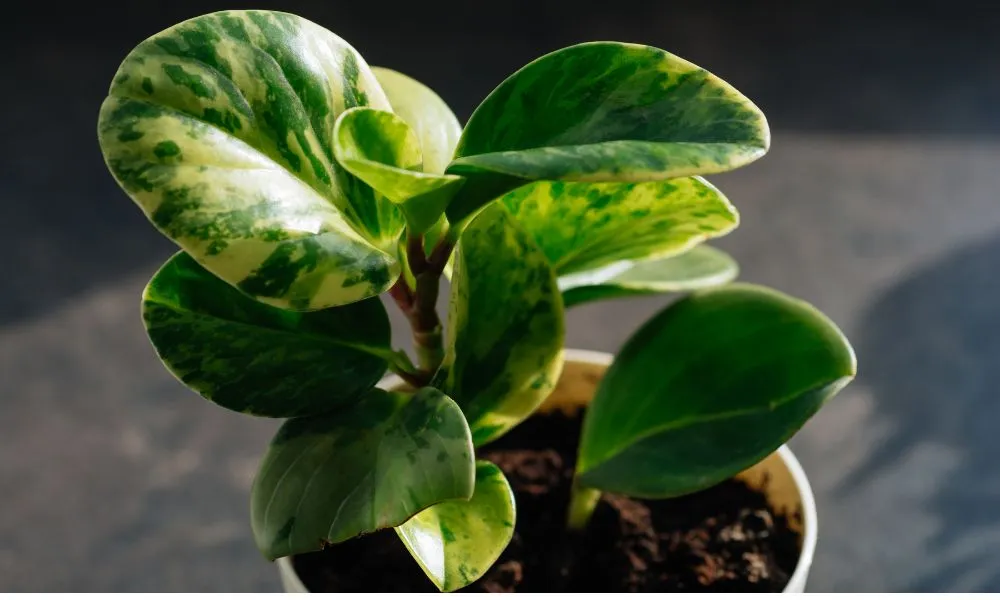 Cây Trường Sinh trồng trong chậu, đặt trang trí nội thất mang lại phong thủy tốt