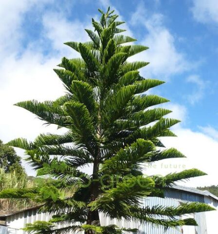 Có Nên Trồng Cây Tùng Bách Trước Nhà: Phân Tích Chuyên Sâu Về Phong Thủy Và Thẩm Mỹ