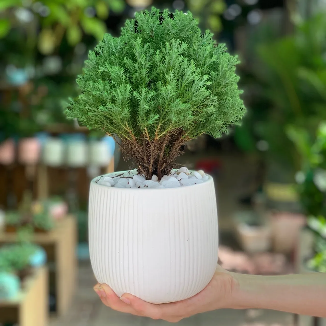 Cây Tùng Bồng Lai cho tuổi Thân