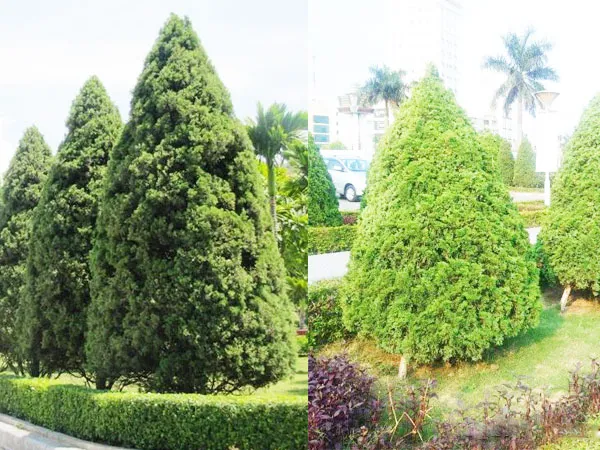 Cây Tùng Bút với dáng hình tháp, trồng hàng loạt trên dải phân cách mang lại vẻ đẹp hiện đại