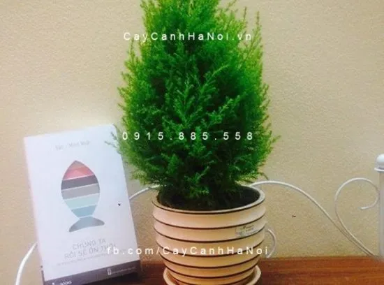 Cây Tùng Chanh được sử dụng rộng rãi để trang trí nội thất