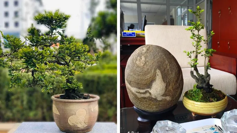 Cây Tùng Đen dáng bonsai được uốn nắn nghệ thuật