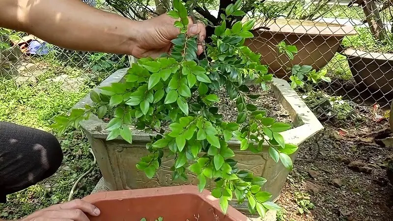 Cây Tùng Đen hợp với hướng Đông Bắc, hướng Bắc và Hướng Đông trong phong thủy