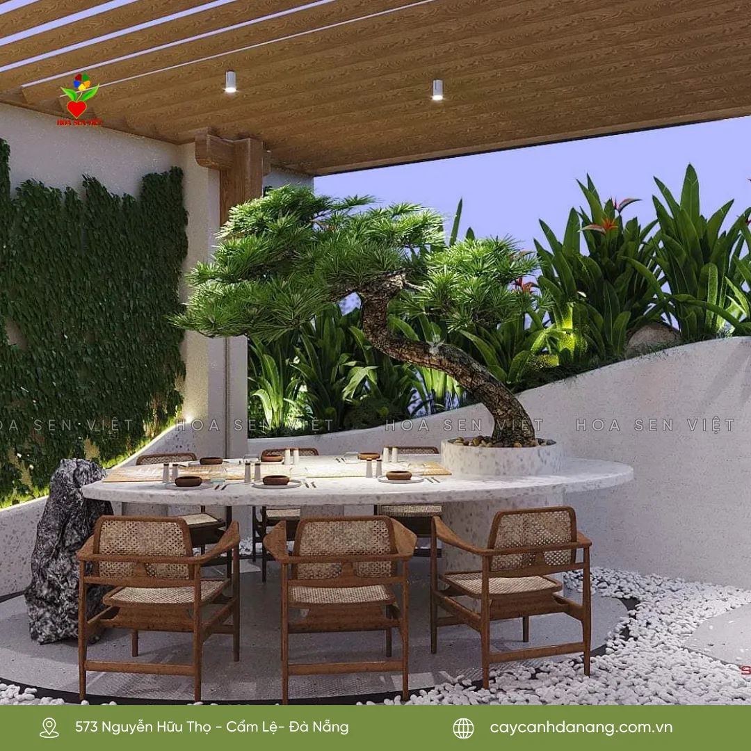 Cây tùng kim cương dáng bonsai được uốn nắn tỉ mỉ, minh họa kỹ thuật chăm sóc cây tùng kim