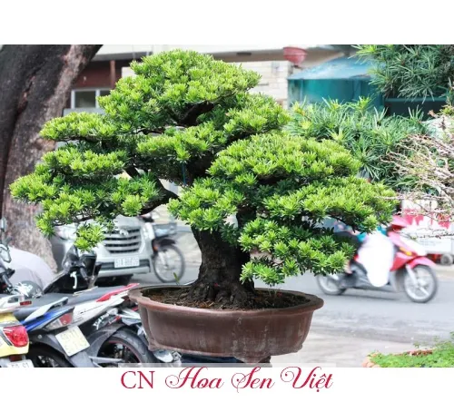 Cây tùng kim cương dáng thẳng đứng, biểu tượng cho sự uy nghi và trường thọ