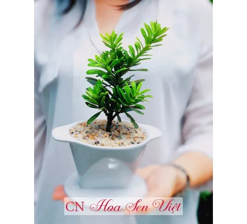 Cây tùng kim cương được chăm sóc kỹ lưỡng tại vườn, minh họa thành quả của cách chăm sóc cây tùng kim đúng kỹ thuật