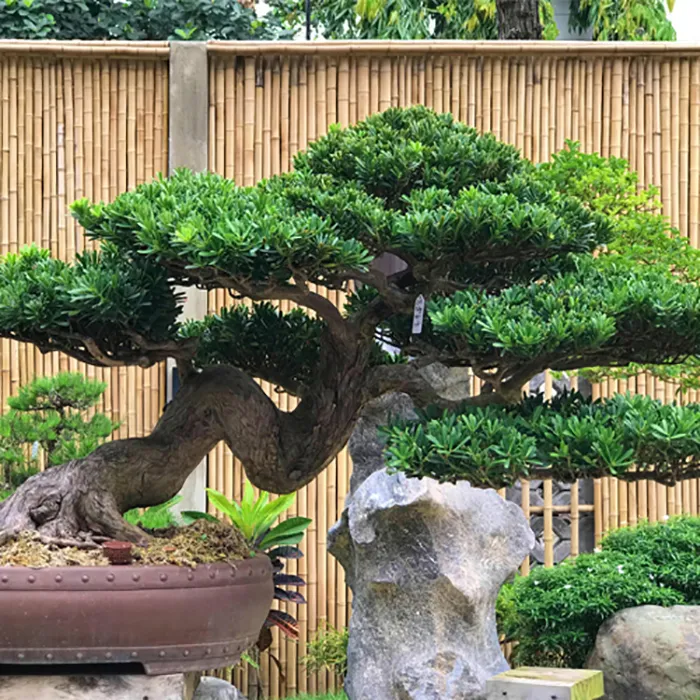 Cây tùng la hán cảnh được tạo dáng bonsai đứng vững trước nhà