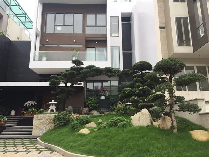 Cây tùng la hán cổ thụ được cắt tỉa cầu kỳ đứng trước cổng nhà