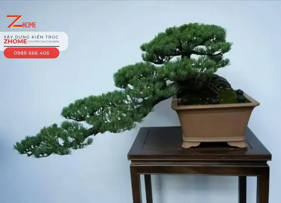 Cây Tùng La Hán dáng bonsai cổ thụ, biểu tượng của sự uy nghiêm và trường thọ