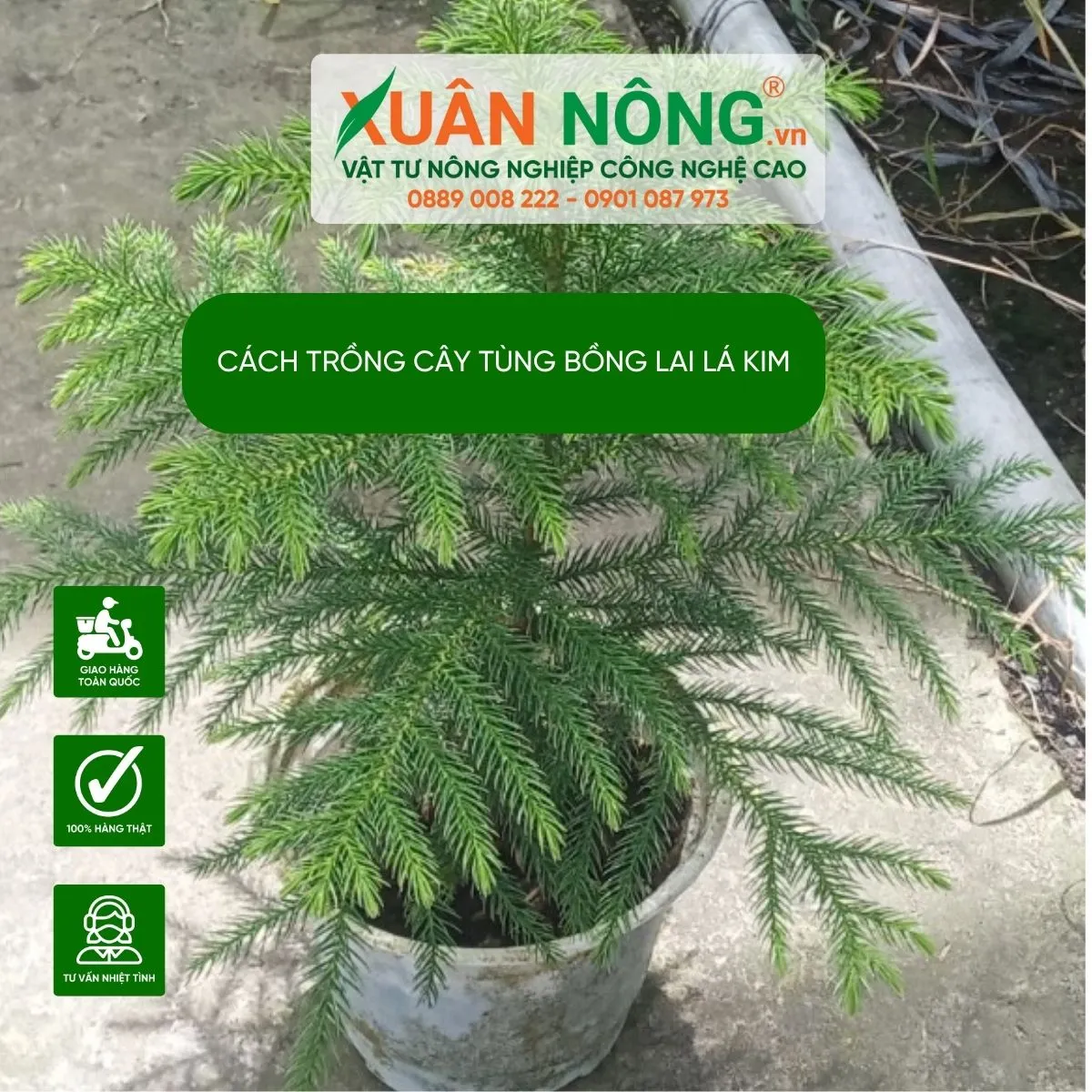 Cây tùng lá kim bonsai với ý nghĩa phong thủy tốt lành