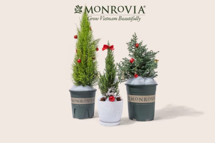 Cách Trồng Và Chăm Sóc Cây Tùng Thơm Toàn Diện Từ A Đến Z