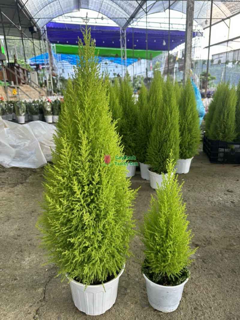 Cách Trồng Cây Tùng Thơm Đầy Đủ Nhất Từ A Đến Z