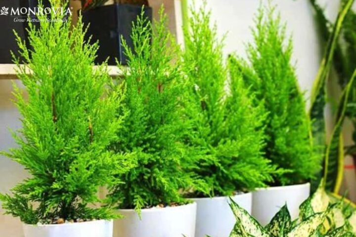 Cách Chăm Cây Tùng Thơm Chuẩn Chuyên Gia Tại Nhà Luôn Xanh Tươi