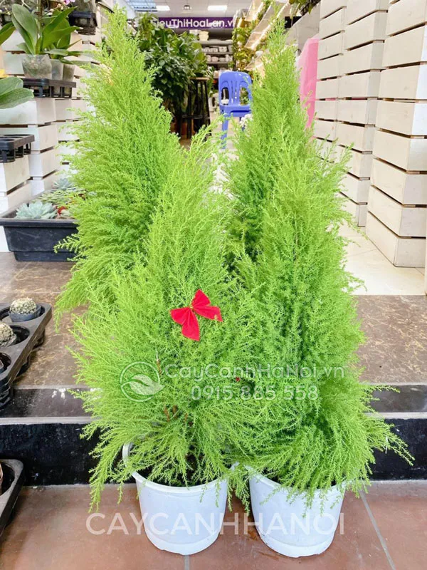 Cây Tùng Thơm có nhiều kích thước khác nhau phù hợp với nhiều không gian