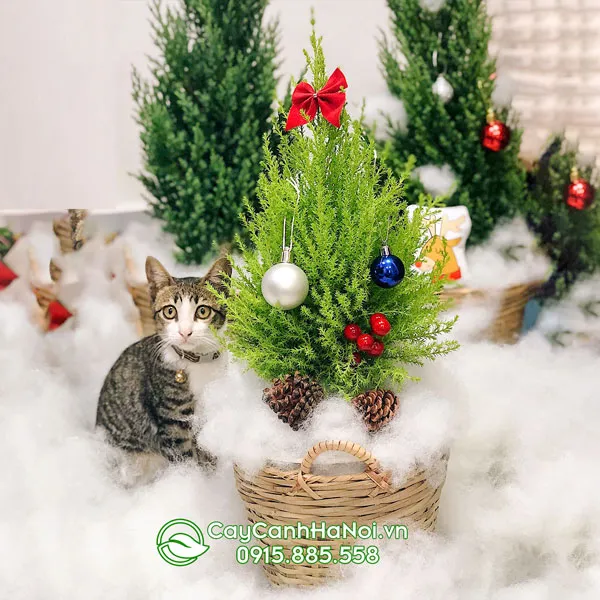 Cây Tùng Thơm được trang trí cùng giỏ cói cho dịp lễ Giáng Sinh
