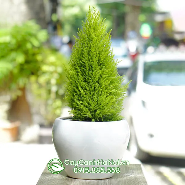 Cây Tùng Thơm được trồng trong chậu sứ trắng đẹp mắt