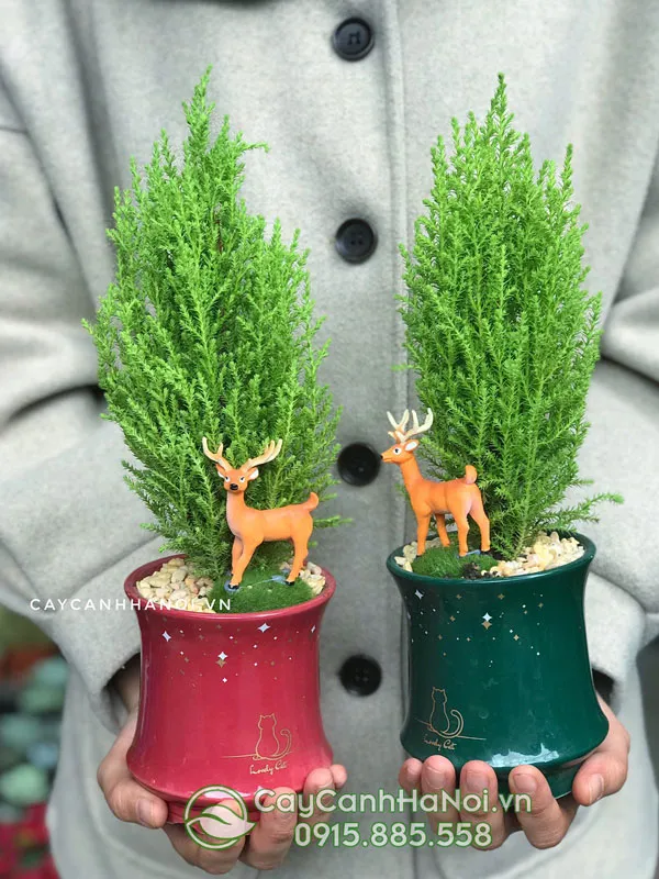 Cây Tùng Thơm mini để bàn được trang trí đơn giản