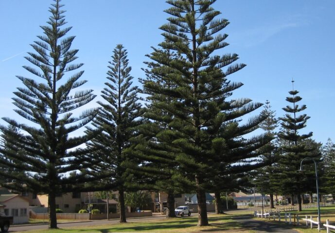 Cây Tùng Có Nên Trồng Trước Nhà Không: Lợi Ích Phong Thủy Và Quy Tắc Vàng