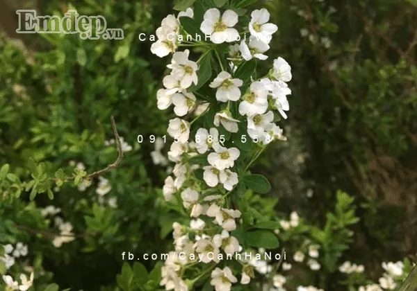 Cây tuyết mai thường được cắt cành cắm vào bình và trang trí trong nhà