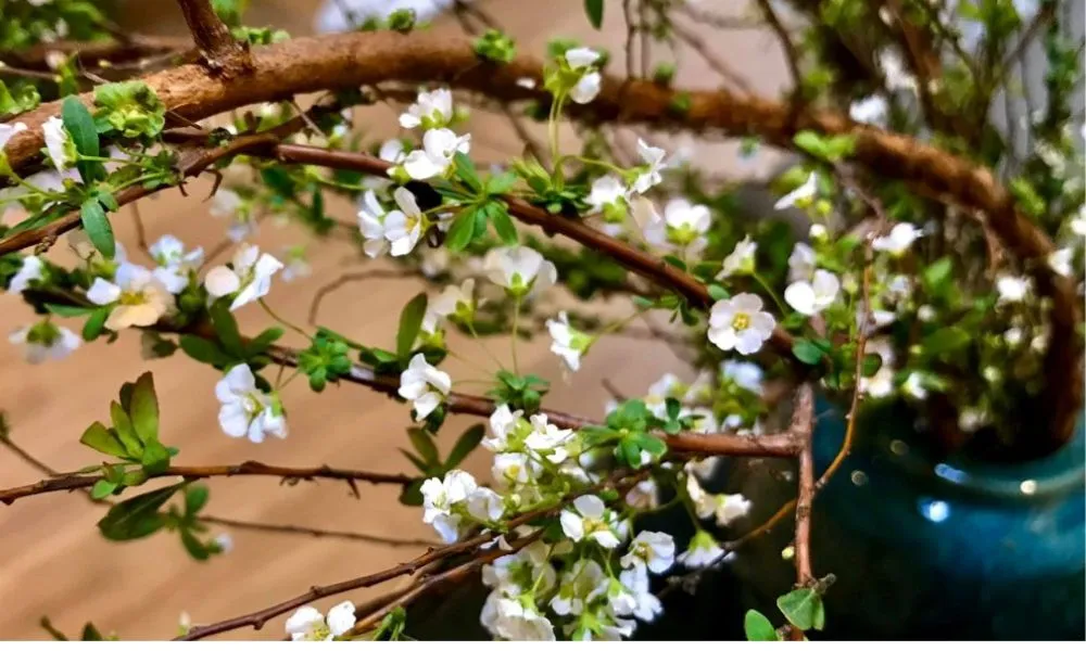 Cây tuyết mai với bông hoa trắng nhỏ xinh, biểu tượng cho vẻ đẹp thanh cao