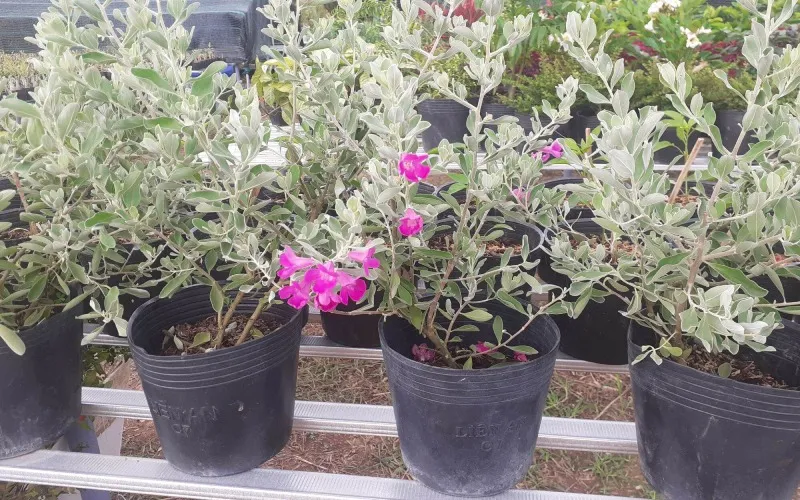 Cây tuyết sơn phi hồng giống được trồng trong chậu để chuẩn bị tạo dáng hoặc trồng cảnh quan