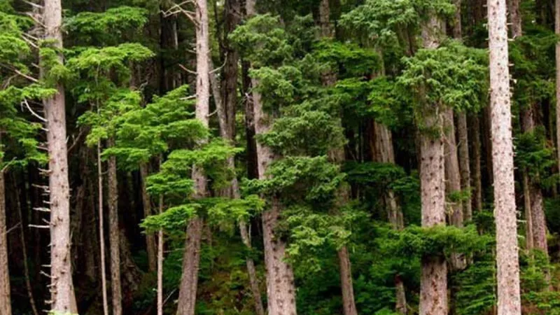 Cây Tuyết Tùng thân gỗ lớn trong môi trường tự nhiên