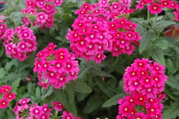 Cây vân anh con mới nảy mầm sau khi gieo hạt