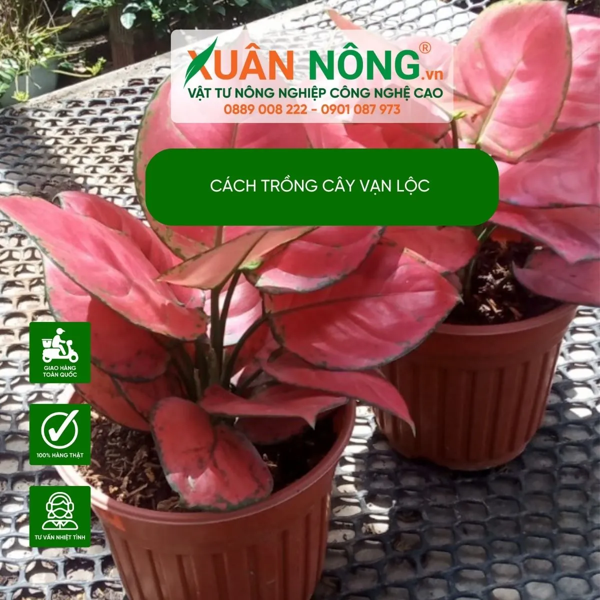 Cây Vạn Lộc Đỏ trong chậu sứ