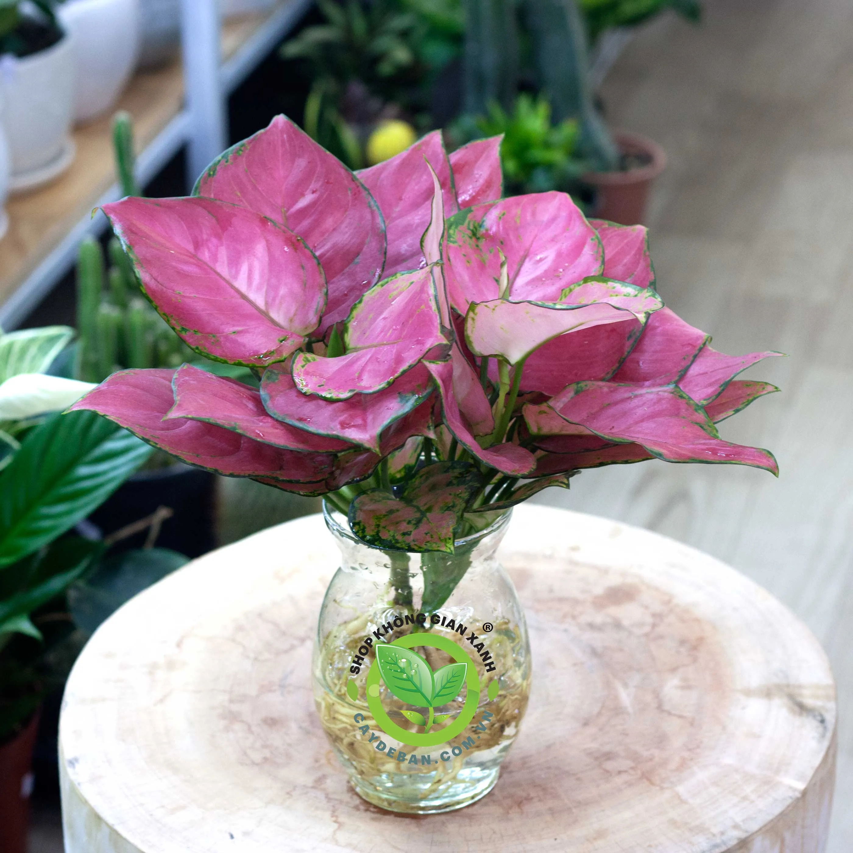 Cây Vạn Lộc Hồng thủy canh với phiến lá màu hồng đỏ nổi bật trên nền xanh