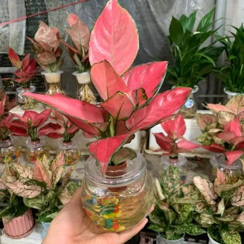 Cây Vạn Lộc Thủy Sinh: Tìm hiểu đặc điểm và cách trồng cây vạn lộc thủy sinh