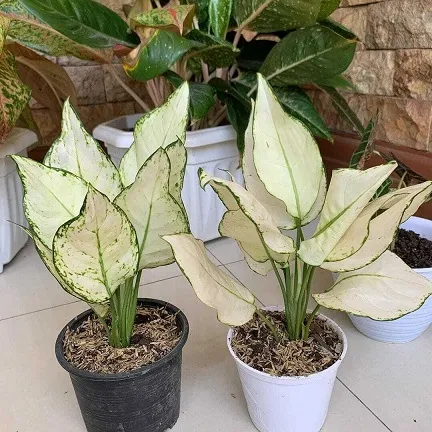 Cây Vạn Lộc Trắng mang lại tài lộc và thịnh vượng cho người mệnh Thủy