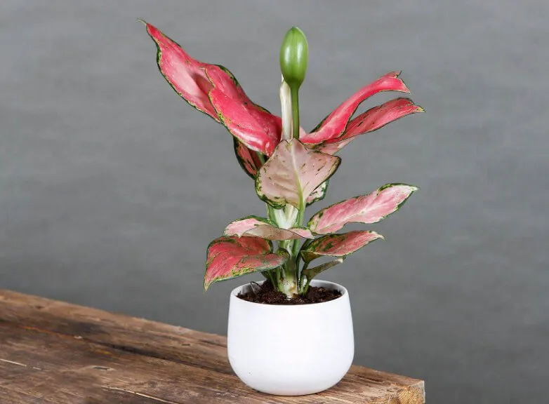 Cây Vạn Lộc với lá xanh đỏ bắt mắt, một trong các loại cây cảnh nên trồng trong nhà