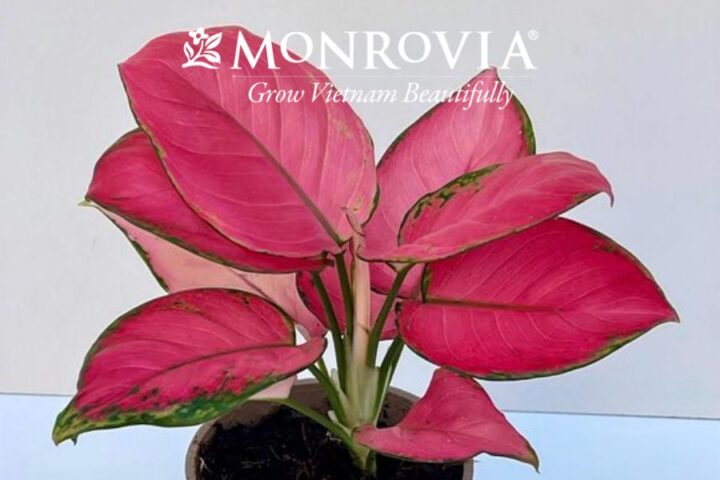 Kỹ Thuật Chuyên Sâu Cách Chăm Cây Vạn Lộc Phát Triển Mạnh Khỏe