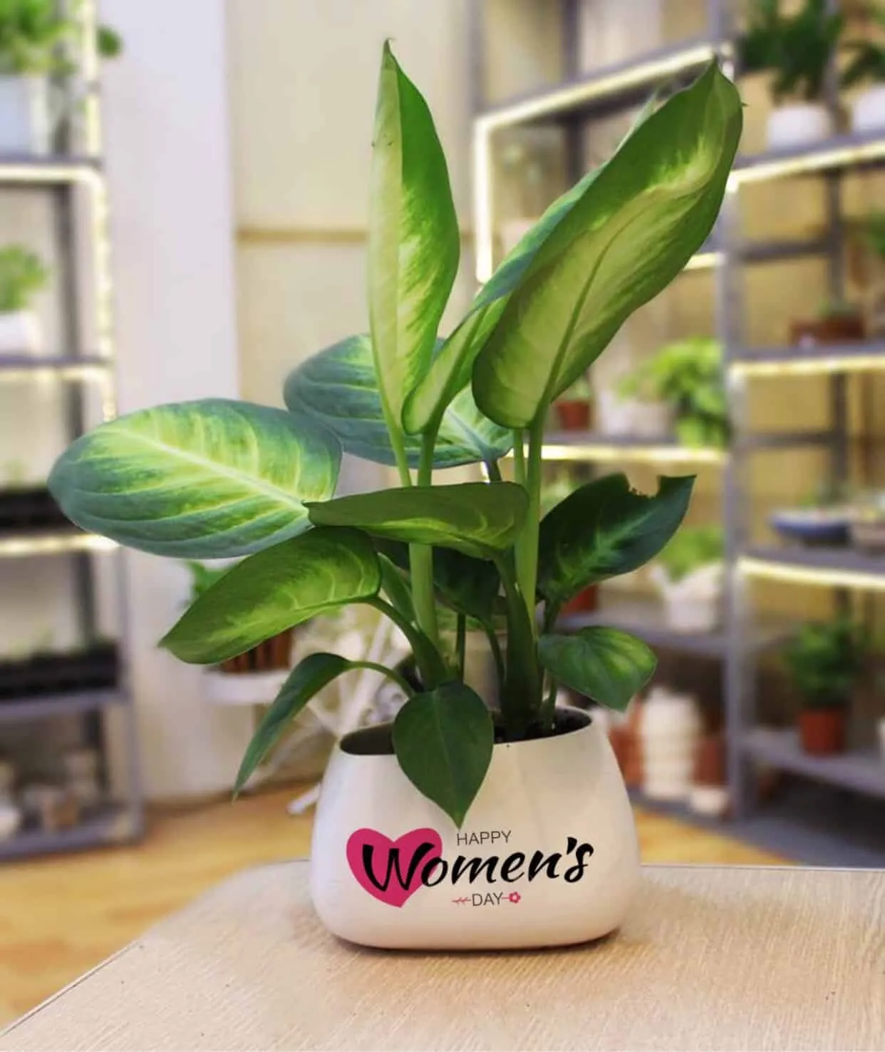 Cây Vạn Niên Thanh có lá lớn, màu xanh nhạt với các đốm trắng