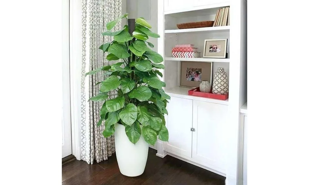 Cây vạn niên thanh lá lớn được đặt trong nhà, nhận ánh sáng dịu nhẹ từ cửa sổ