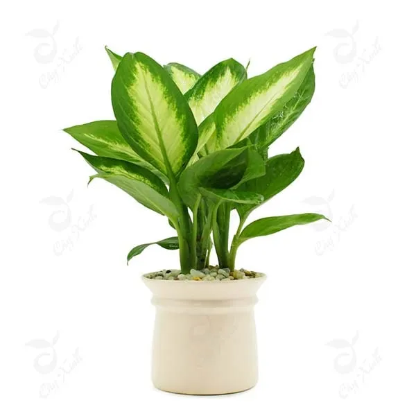 Cây Vạn Niên Thanh là một trong các loại cây tốt nên trồng trong nhà, tượng trưng cho sự trường thọ, bền vững và sung túc.