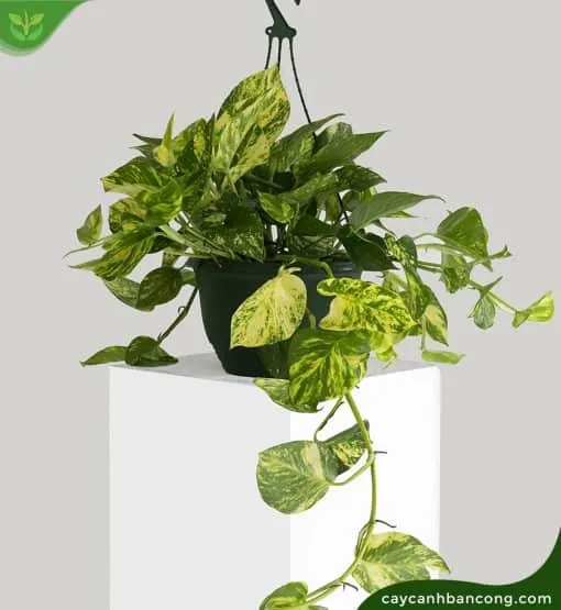 Cây vạn niên thanh loại lớn trang trí không gian làm việc giúp thanh lọc không khí