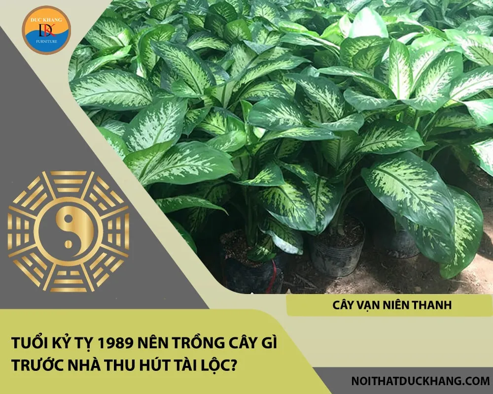 Cây Vạn Niên Thanh mang lại sự thịnh vượng và hóa giải sát khí cho tuổi Kỷ Tỵ