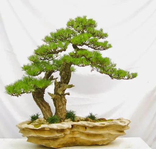 Cây Vạn Niên Tùng (Tùng La Hán) bonsai với thân gỗ cứng cáp, thể hiện sự trường thọ và bền vững