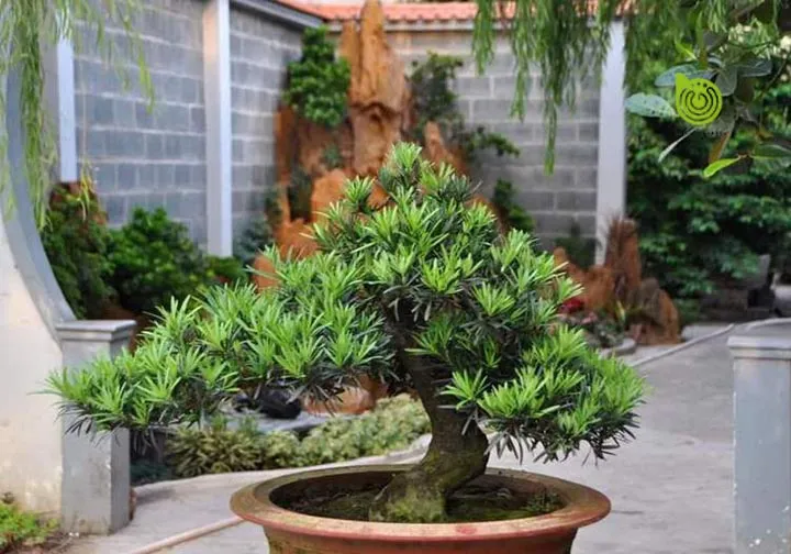 Cây vạn niên tùng với thân cây vững chắc và lá kim xanh tươi