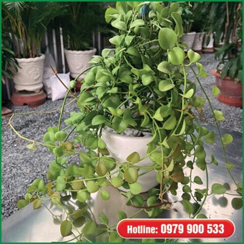 Cách Chăm Sóc Cây Lan Hạt Dưa Luôn Xanh Tốt Và Khỏe Mạnh Toàn Diện