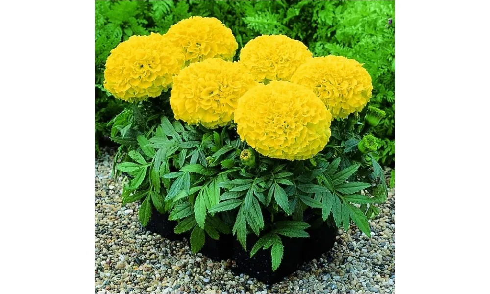 Cây Vạn Thọ Lùn Trồng Chậu Màu Vàng Tươi, Kỹ Thuật Chăm Sóc Hoa Vạn Thọ Lùn