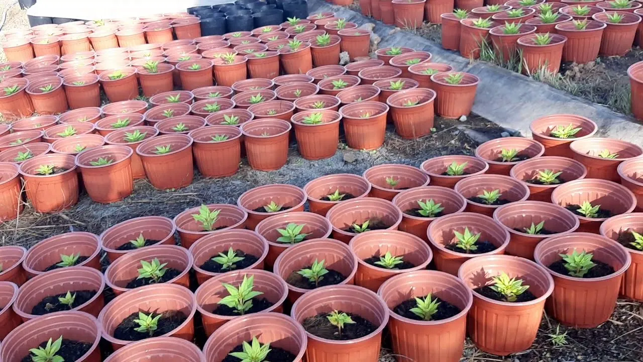 Cây Vạn Thọ non được trồng trong chậu với hỗn hợp đất đã trộn