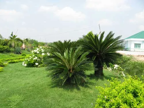 Cây vạn tuế bonsai mini được trồng trong chậu sứ, thích hợp trang trí nội thất và cần chế độ chăm sóc đặc biệt