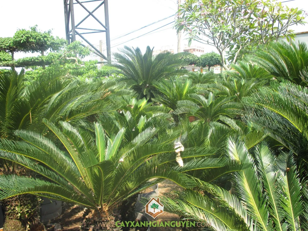 Cây Vạn Tuế được chăm sóc cẩn thận sẽ mang lại vẻ đẹp độc đáo và tăng thêm sự uy nghi cho không gian nội thất