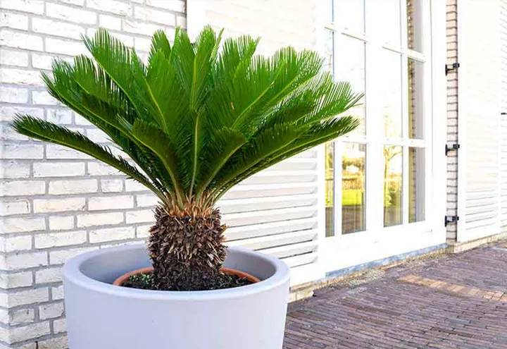 Cây Vạn Tuế được trồng đúng vị trí sẽ giúp tăng cường phong thủy, hút vượng khí vào nhà.