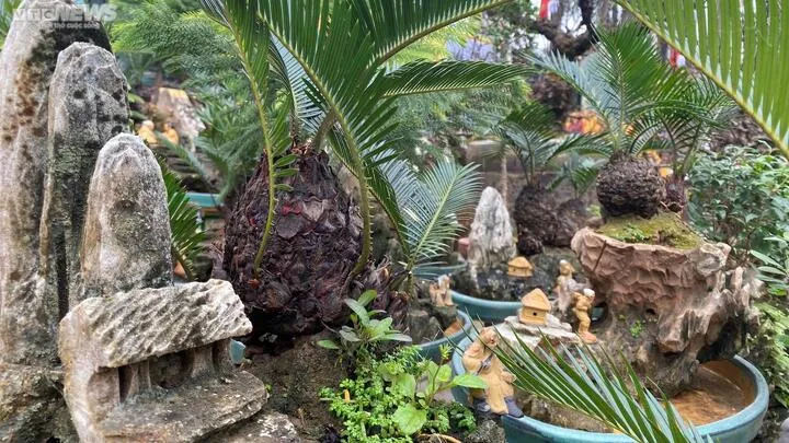 Cây Vạn Tuế mini là lựa chọn phổ biến cho việc trang trí nội thất và ban công.