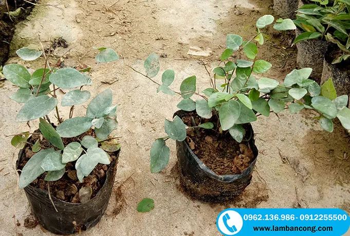 Cây vẩy ốc trồng bầu khỏe mạnh