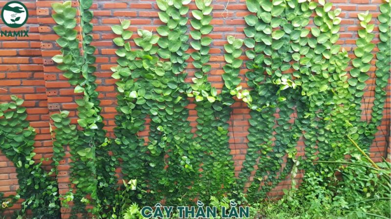 Cách Trồng Cây Thằn Lằn Đơn Giản Cho Không Gian Sống Xanh Mát