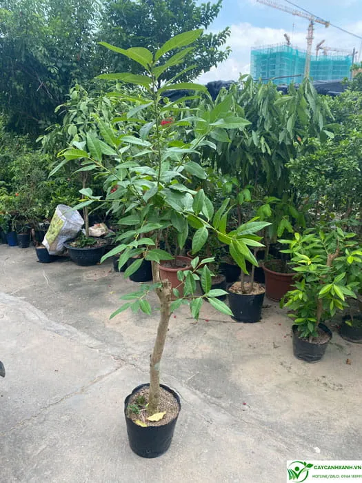 Cây vối nếp cao 1m, là giống được ưa chuộng nhất cho năng suất lá và nụ cao